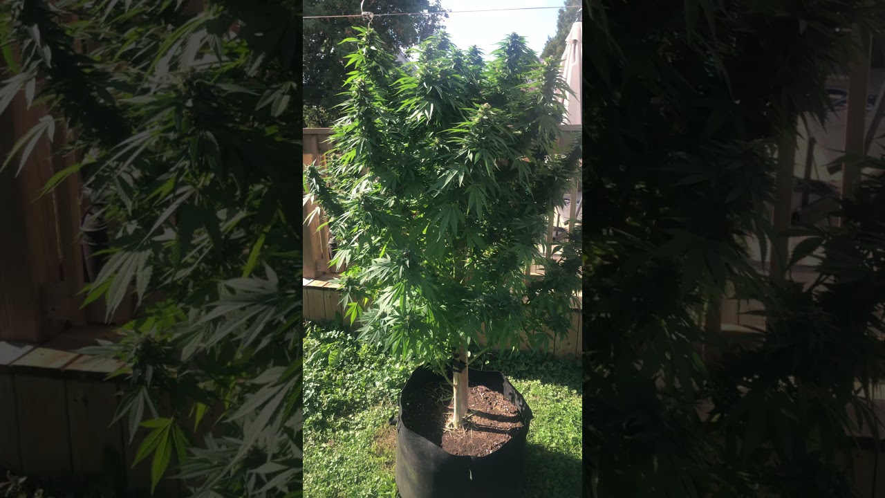 Advanced nutrients week 6 of flower outdoor cannabis last dose of overdrive