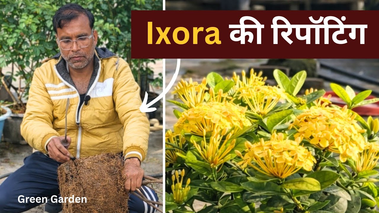 Ixora Repotting Secret: सालभर फूल 🌺