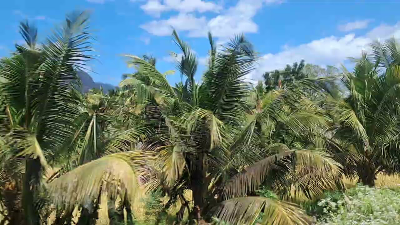 Beauty of nature throgh banana field Paddy Field and Coconut grove 