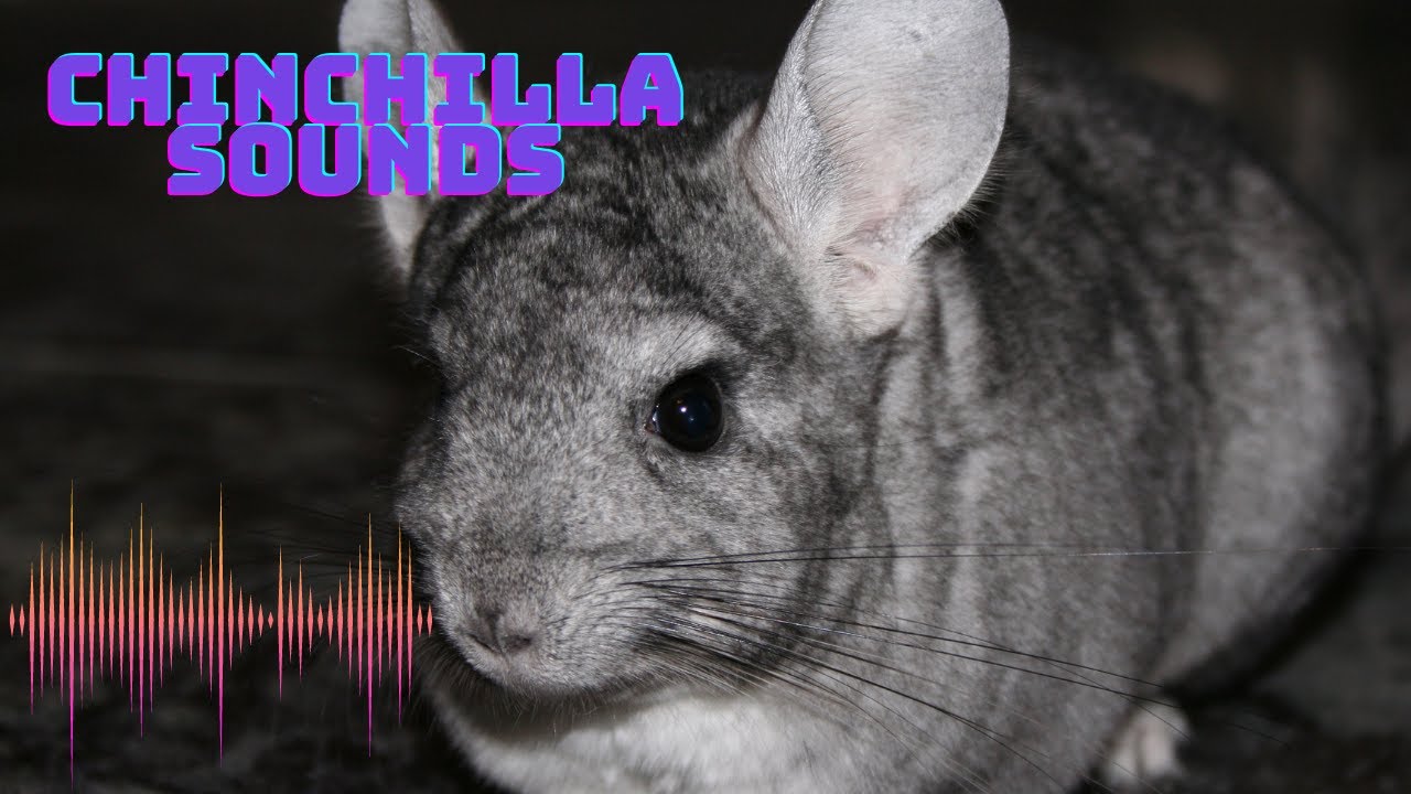 What sounds does a Chinchilla make?|Chinchilla sounds|Chinchilla noise|Chinchilla sounds effect|