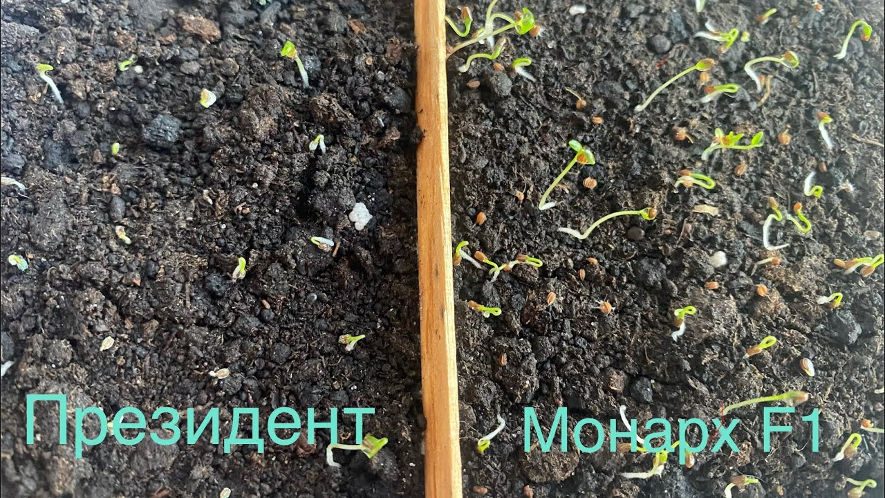 Результат! Плохой или хороший? Вам судить! Всхожесть сельдерея.
