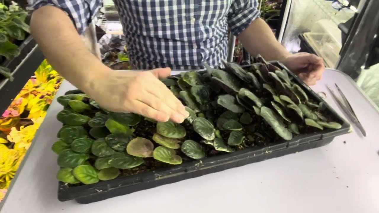 Manejo de plantines en almaciguera.