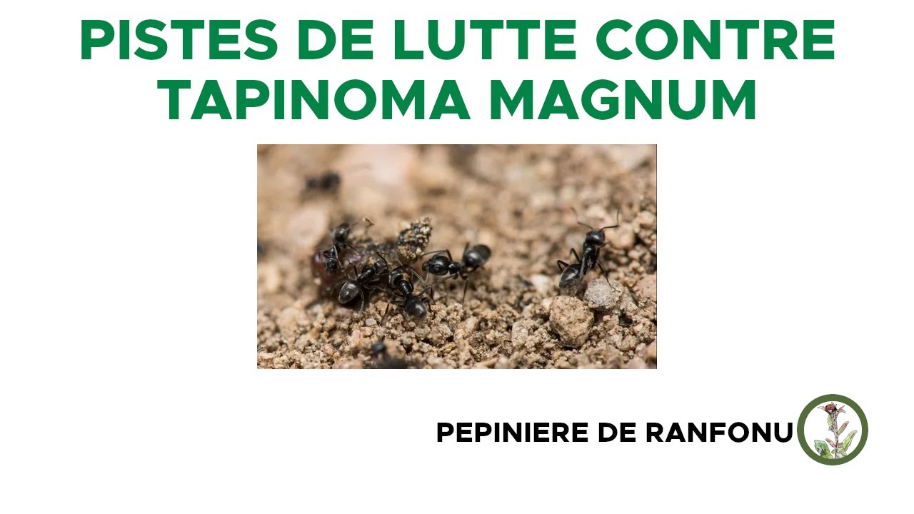 Pistes de lutte contre la fourmi Tapinoma Magnum en Corse - approche permaculture