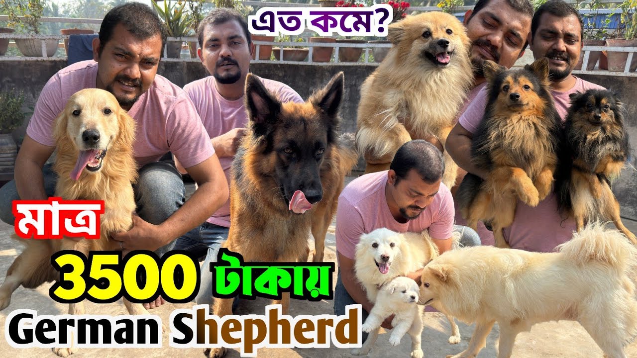 মাত্র 3500 টাকায় German Shepherd কিনুন! Dog Market in Kolkata Price. Kolkata Dog Market.