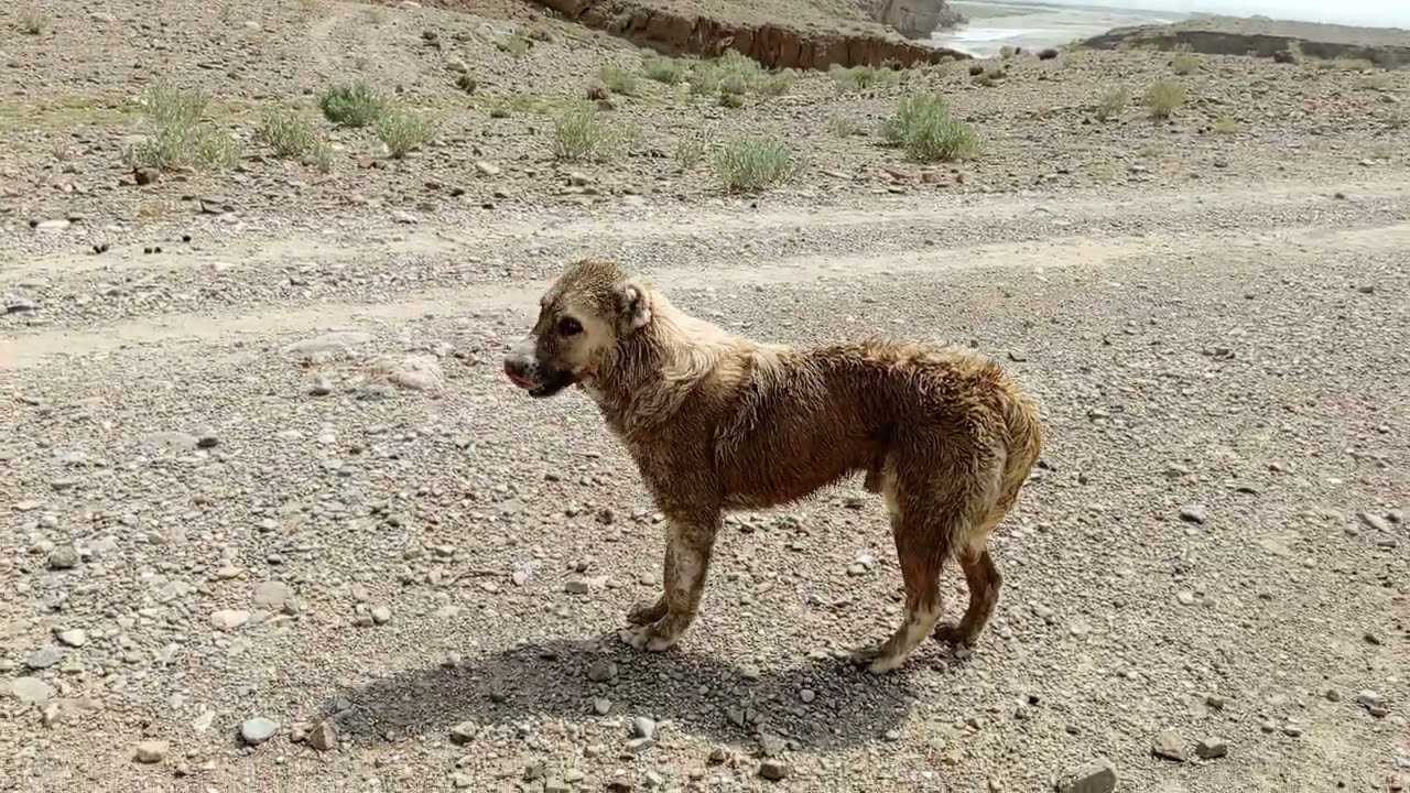 Live stock guardian dog in action | Guardian dog cares his owner livestock 