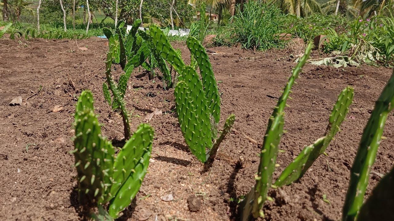 Resultado da plantação de Palma com um pouco mais de um mês 🌵🌵