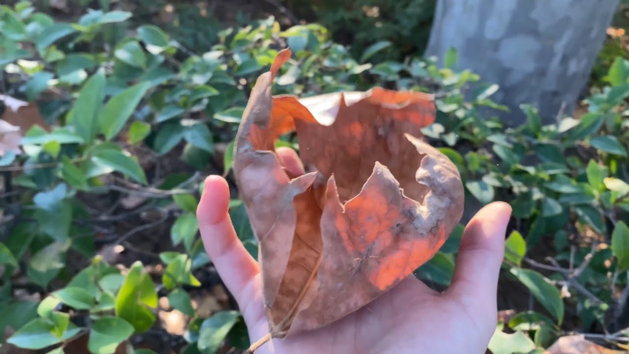ASMR in a public park🍁🍂 |  Crushing leaves and scratching trees 😍 All Outdoors, No Talking!