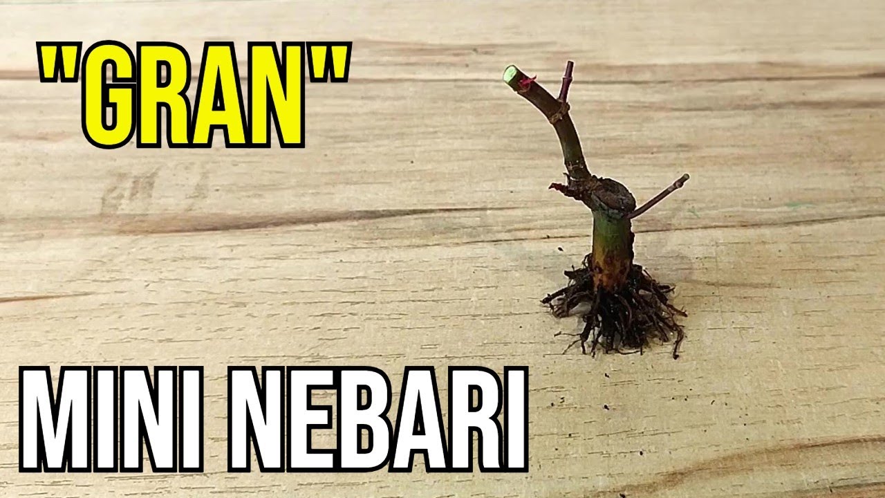 🔝 Así Hago un BUEN NEBARI en un MINI BONSAI de Arce Palmatum Deshojo.