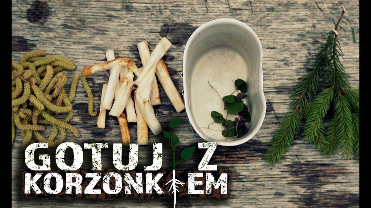 Gotuj z Korzonkiem #5: Pałka wodna, Leszczyna, Szczawik Zajęczy
