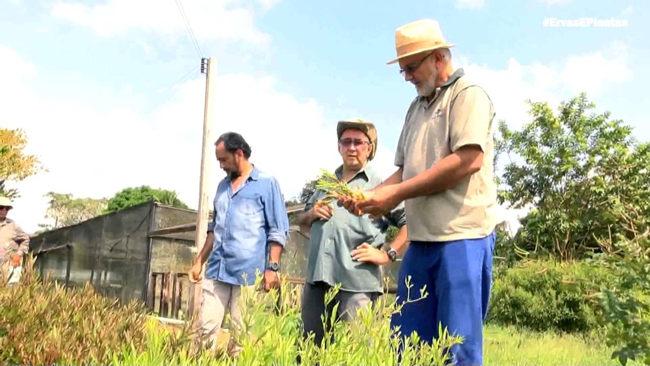 Ervas e Plantas | Plantações EMBRAPA
