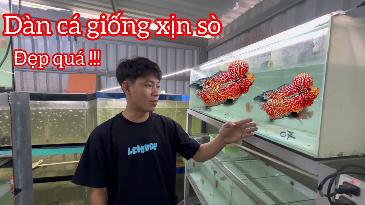 Dàn cá la hán giống và bầy cá con xuất bán quá đẹp !!! - ARHAT FISH