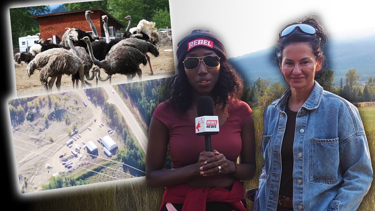 Helicopter footage shows massive government operation at Universal Ostrich Farms