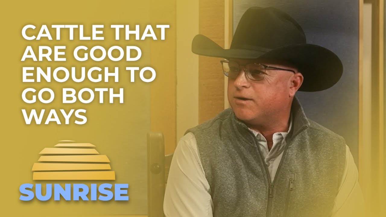 Крупный рогатый скот, подходящий для обоих вариантов | Superior Livestock Sunrise