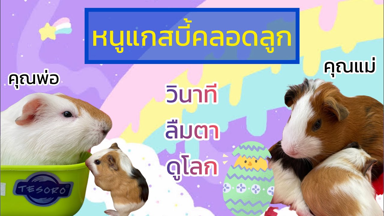 เจ้าหนูจอมซน : หนูน้อยคลอดลูกแล้ว