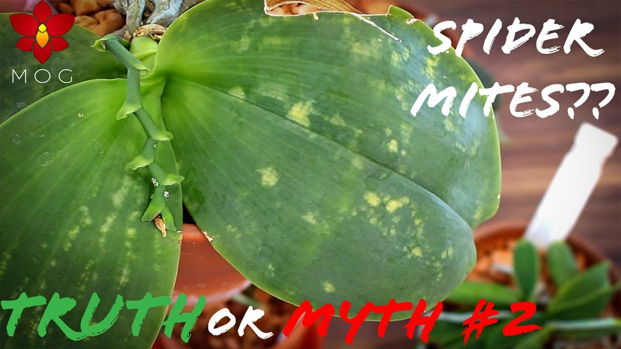 Myth or Truth #2 - Stressing Orchids makes them bloom, Orchids on trees & more!