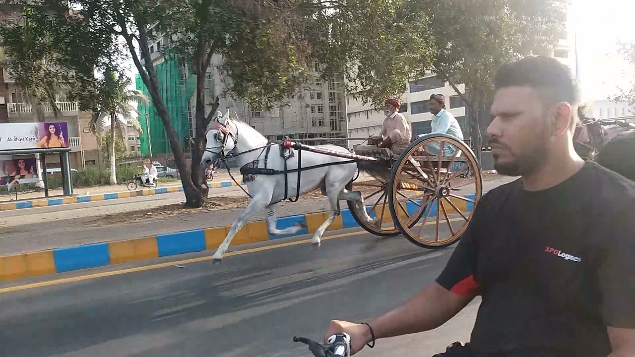 karachi horse race shada vs per G vs papou