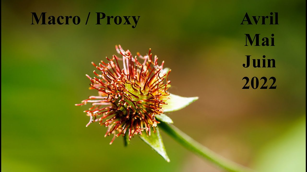 Diaporama de photos macro, proxi : Avril-Mai-Juin 2022.