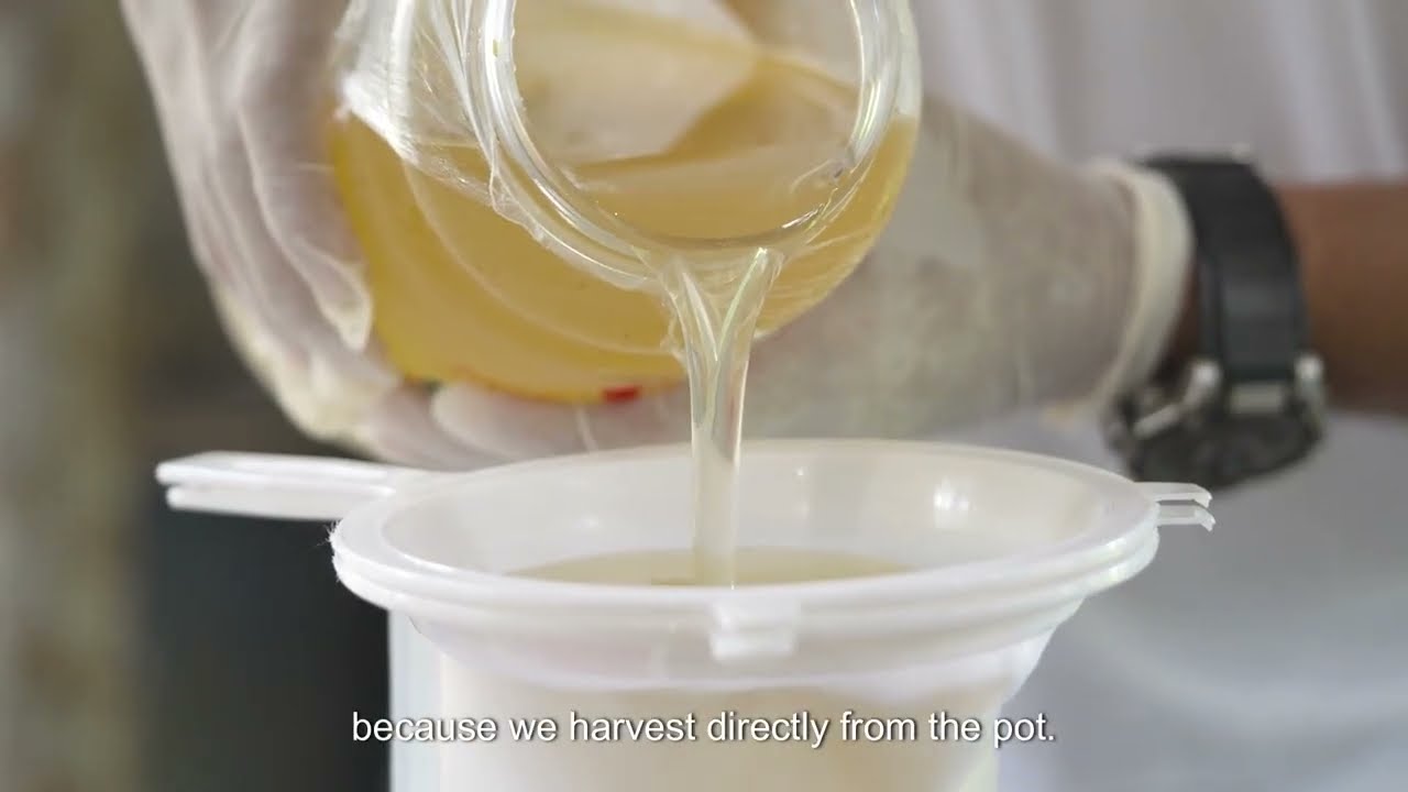 LKFresh Stingless Bee Honey Introduction Short