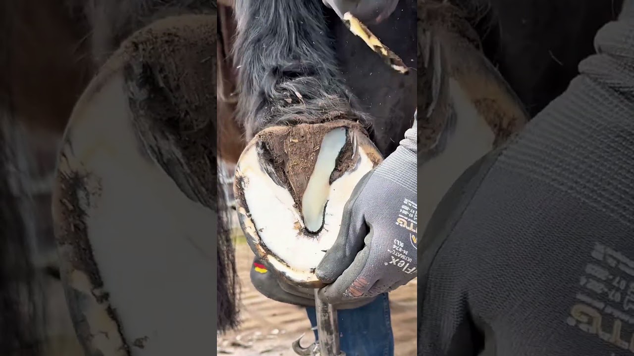 #asmr #horse #farrierlife #satisfying #equestrianjourney #farrier #equestrian