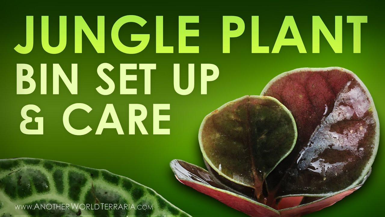 Jungle Plant Bin Set Up & Care (Tips galore!)
