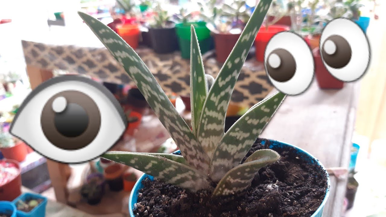 Aloe VARIEGADO o mejor conocido como Aloe  tigre, Pecho de perdiz
