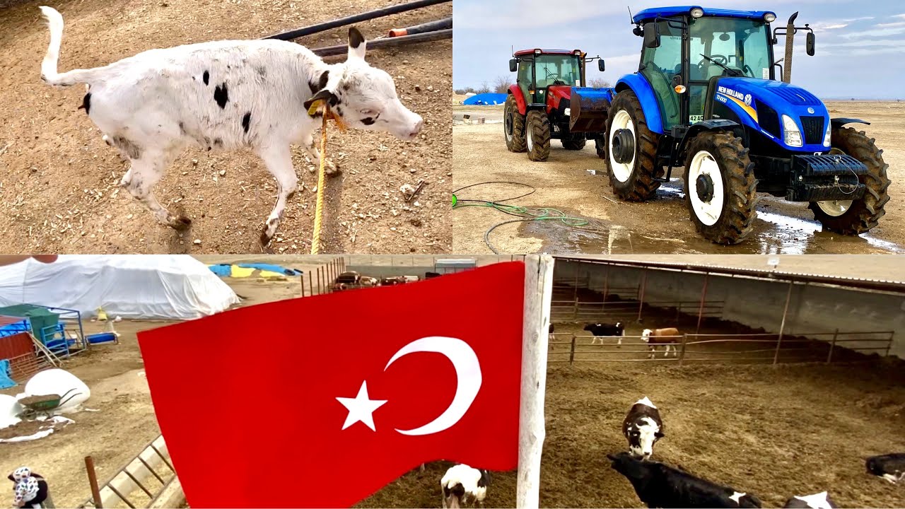 Buzağı ile takla attım
