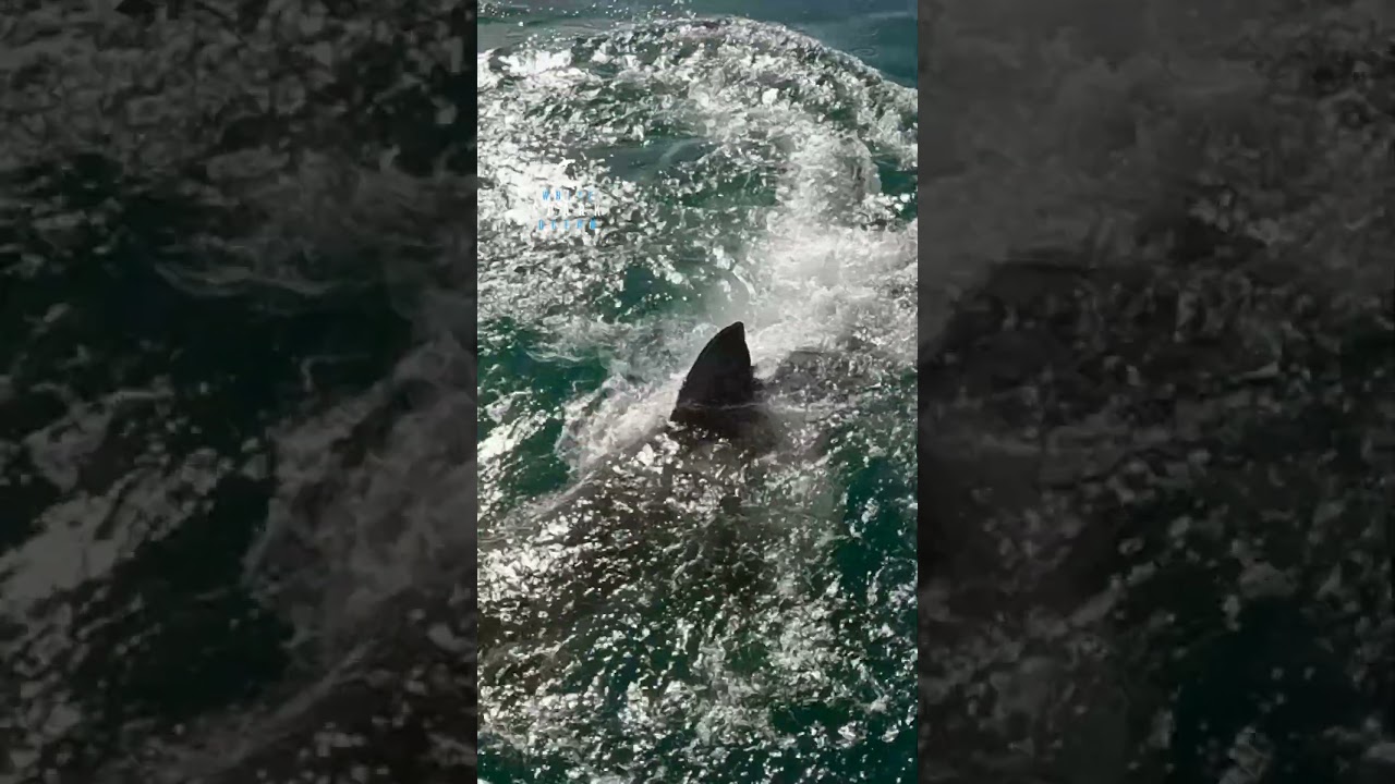 Surprise Ambush By Great White