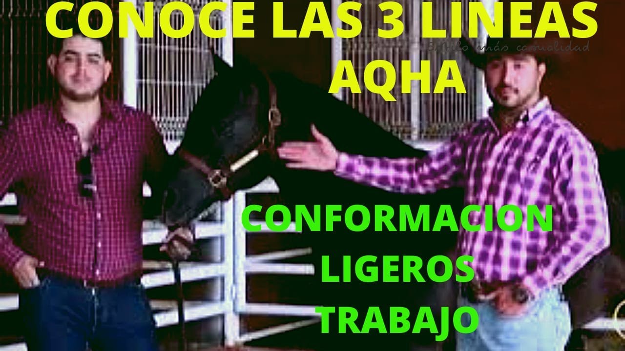 Lineas de Caballos Cuarto de milla- Caballos AQHA (en vivo, caballos de conformacion, carril trabajo