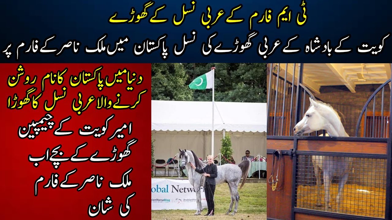 Arabian Horse Stable || Blood Line of Marwan Al Shaqab Arabian Horse Emir of Kuwait || Tm farms||