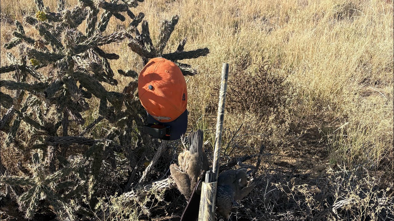 Single Guy Quail Hunting