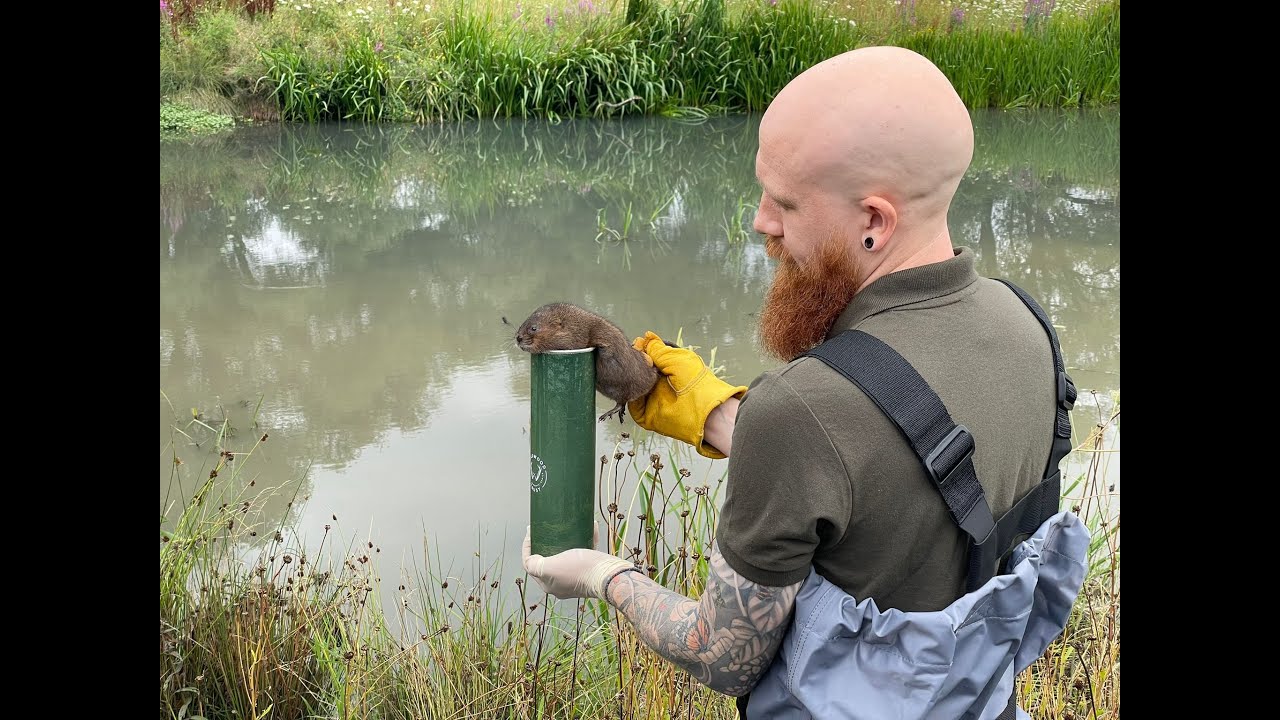 Water voles released into chalk stream