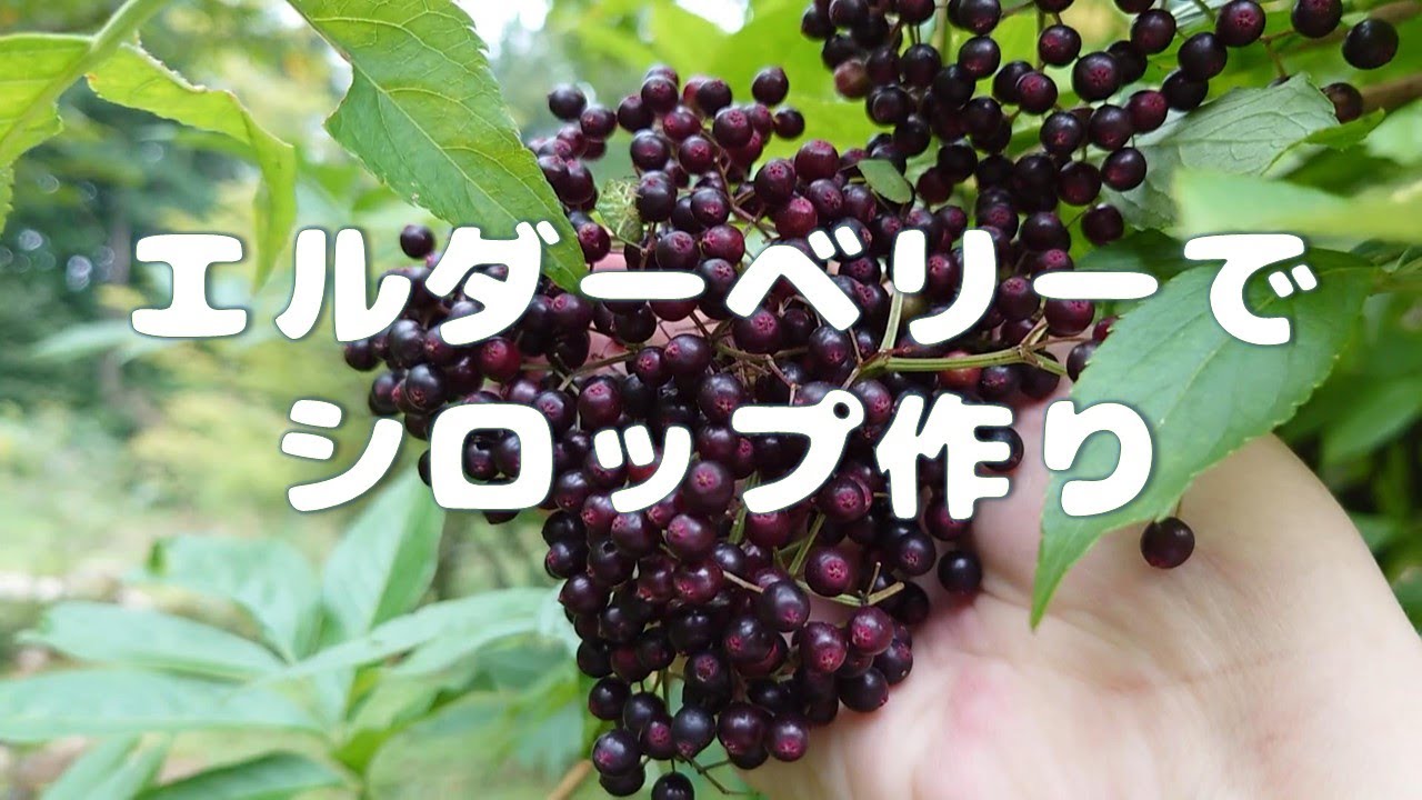 【八ヶ岳】庭で採ったエルダーベリーを使って風邪予防のシロップ作り