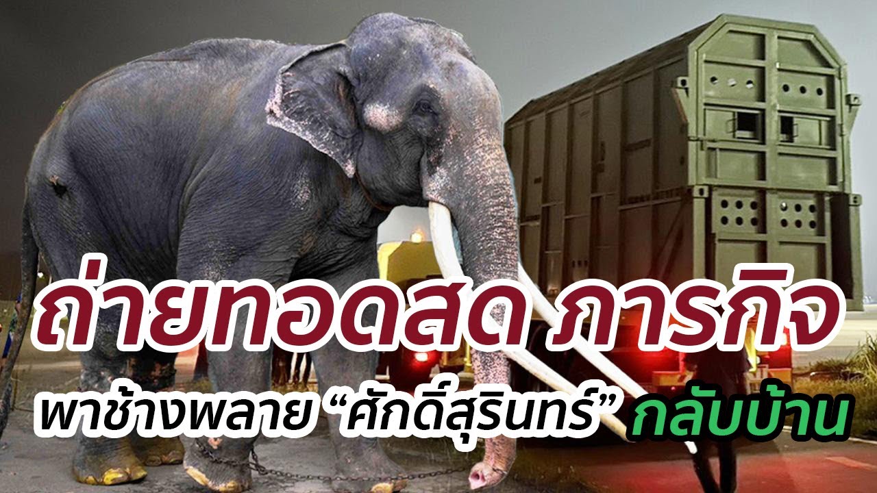 🔴 สิโรดม มณีแฮด - LIVE ถ่ายทอดสด: ภารกิจพาช้างไทย พลาย 