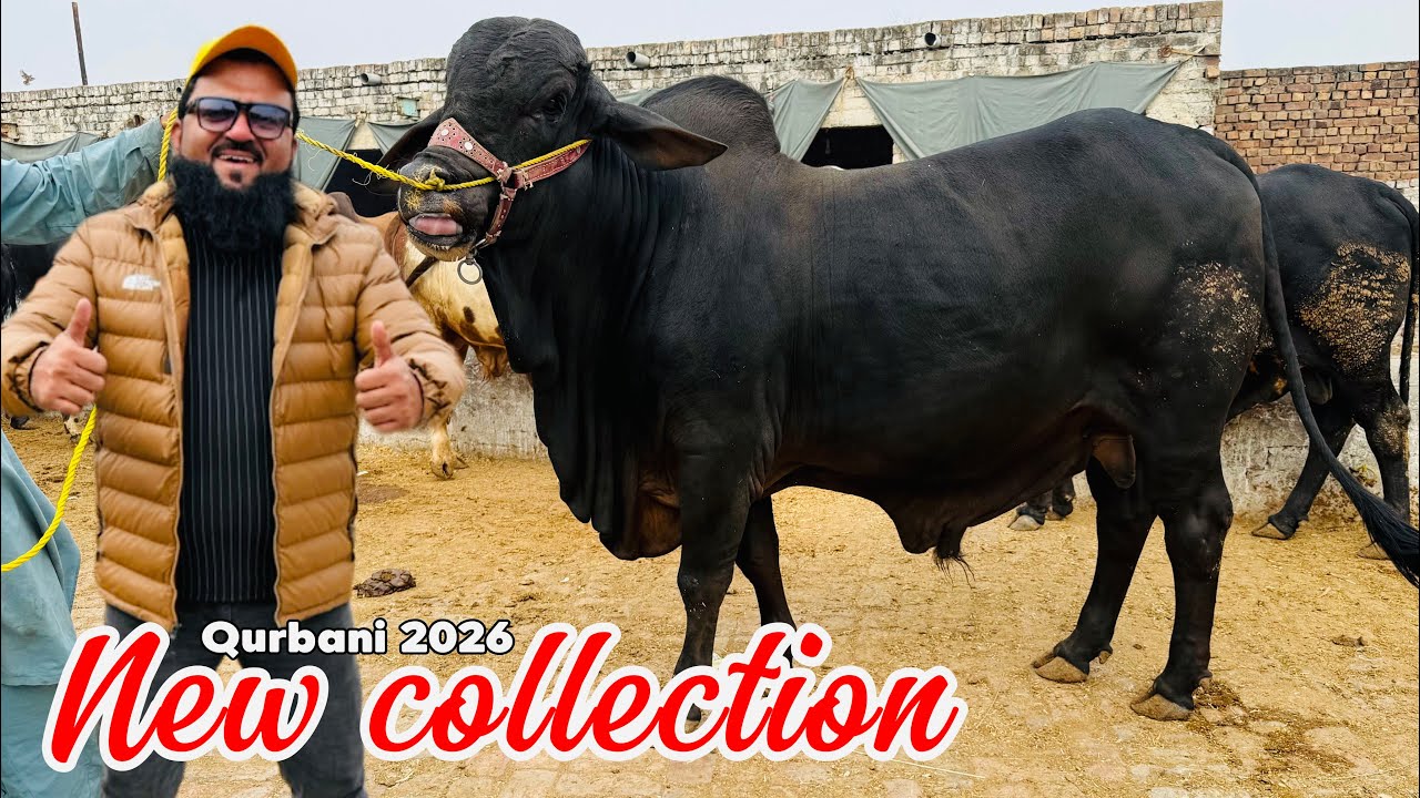 New Collection Qurbani 2026 Mohsin cattle farm | Desi Sahiwal Cholistani Bachre | froze Por Road