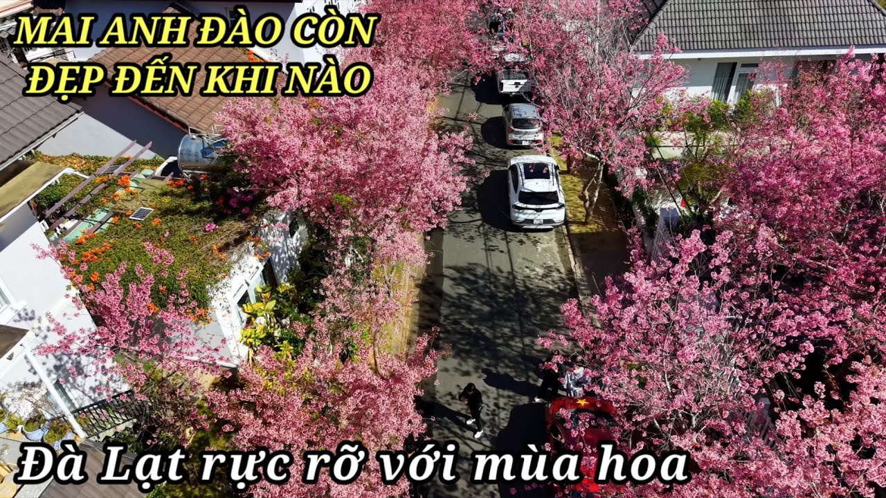 Mai Anh Đào còn đẹp đến tết không? Ngỡ ngàng Đà Lạt rực rỡ mùa hoa
