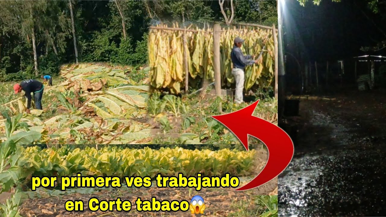Llegando a casa de cortar tabaco😱caen las fuertes lluvias en casa😱 