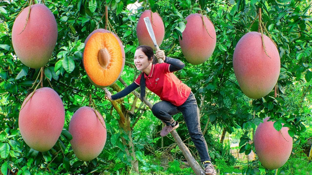 Harvesting Sweet Mango Fruit To Sell At The Market - Spicy Mango Snack | Hanna Daily Life