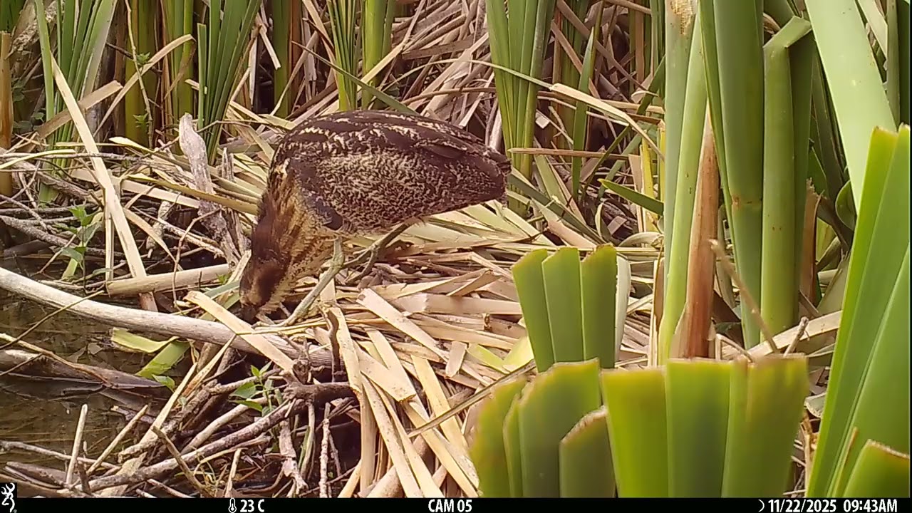 IMG 0122 Bittern female catch bully methodical feeding