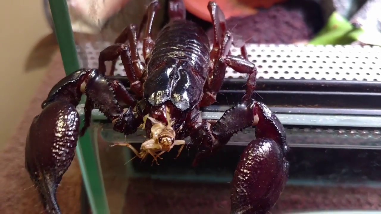 Giant Asian Forest Scorpion is ready to eat! Feeding video