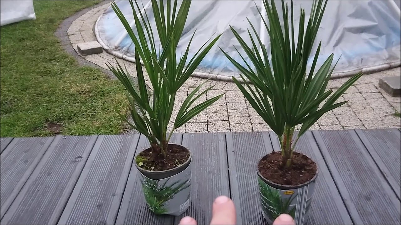 Karłatka, chamaerops humilis co zrobić po zakupie. New purchase Chamaerops humilis