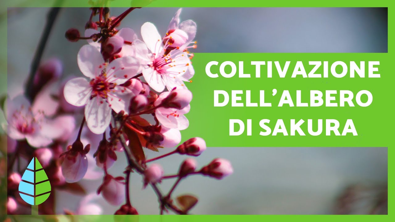 CURA del CILIEGIO GIAPPONESE o SAKURA 🌸🇯🇵 (Irrigazione, Substrato, RIPRODUZIONE e altro)