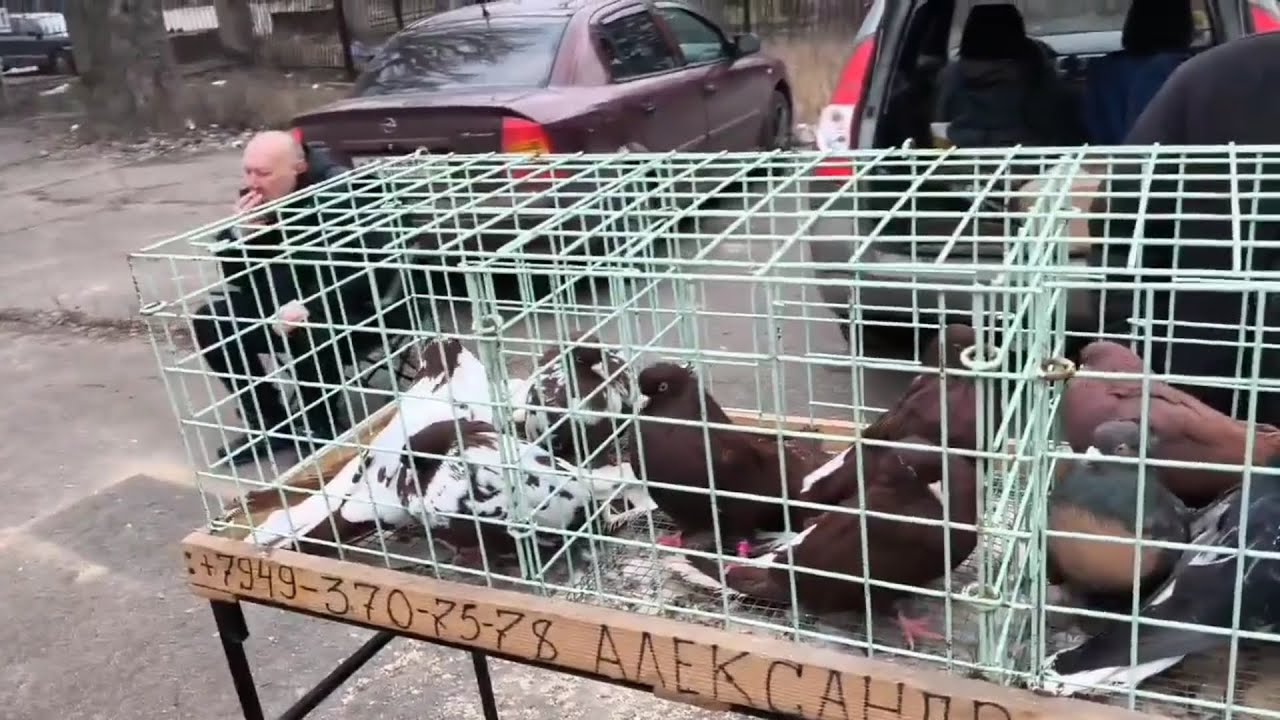 Ярмарка голубей в Донецке 01.03.2026