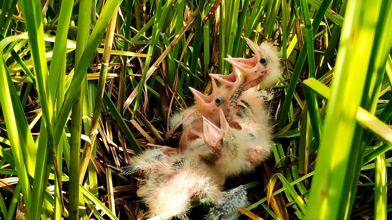 The Chicks Wait To Greet The Mother For Food When She Gets To The Nest