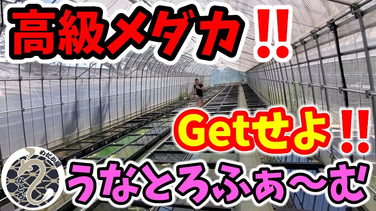 関東最大級‼️めだか屋うなとろふぁ～むさんより豪華品種改良メダカをプレゼント‼️三色サファイア.夜煌.ふーはー.青蝶クラウンテール.安らぎAQUAちゃんねる