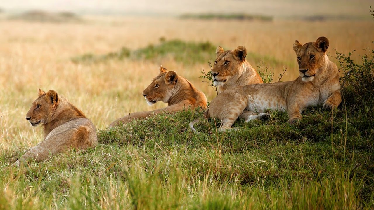 LION (no copyright video) / wildlife no copyright videos NO COPYRIGHT VIDEOS (4k)