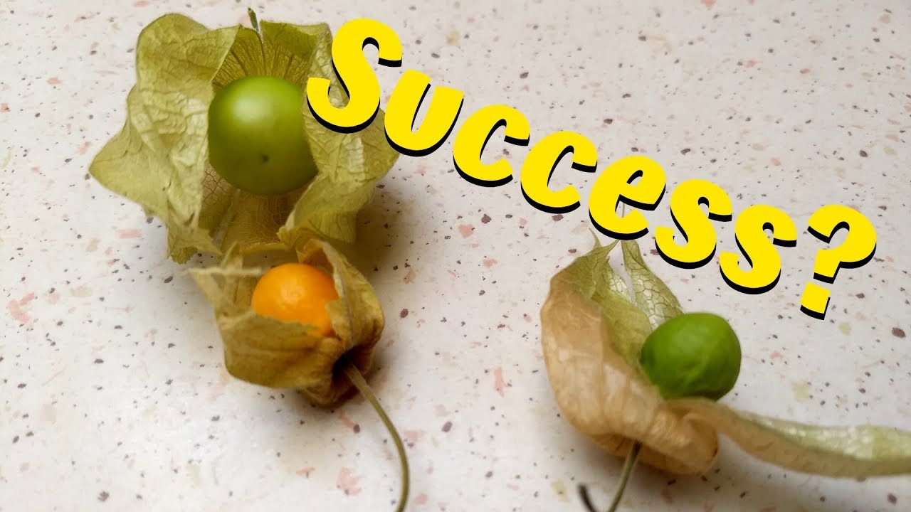 Growing Physalis (Ground Cherry, Cape Gooseberry) From Seed