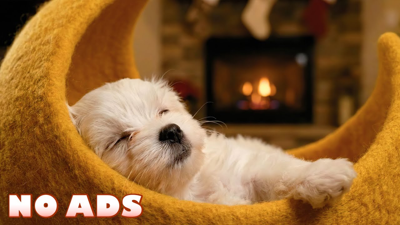 12 часов лучшей успокаивающей музыки для собак 🐶 Снятие тревоги, когда собака одна дома 💤