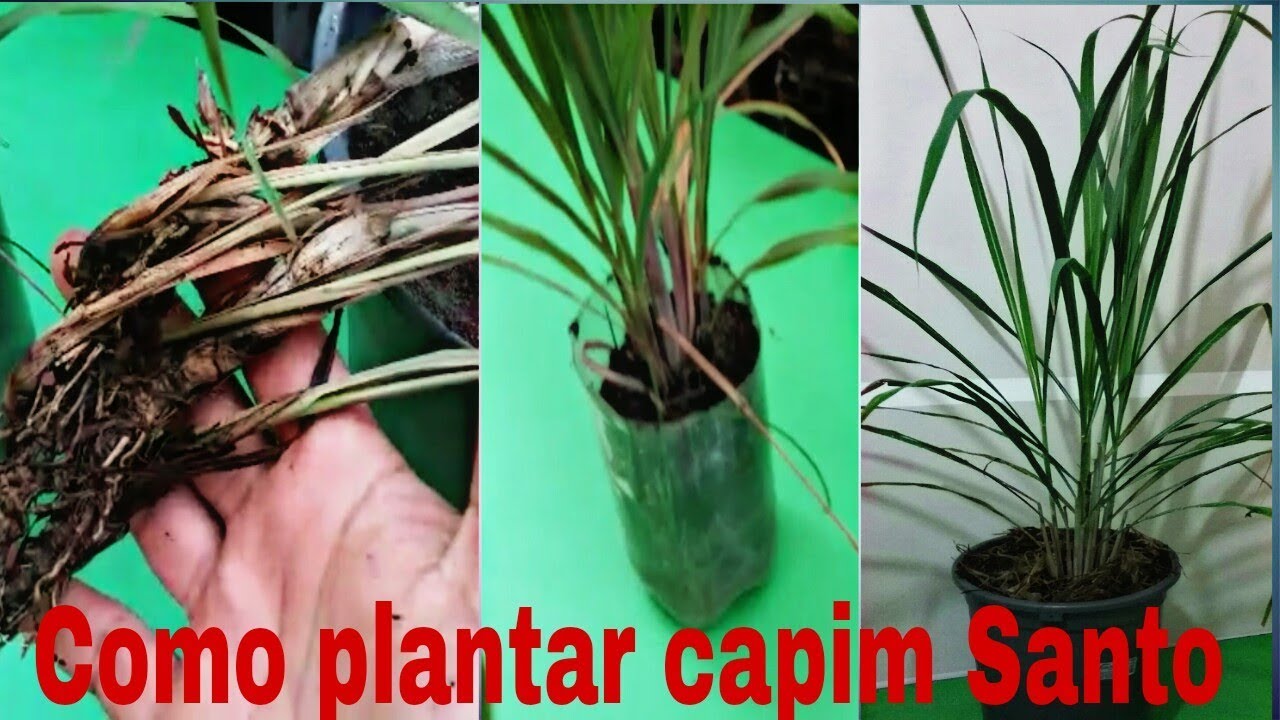 Como plantar capim Santo (início,meio e fim)