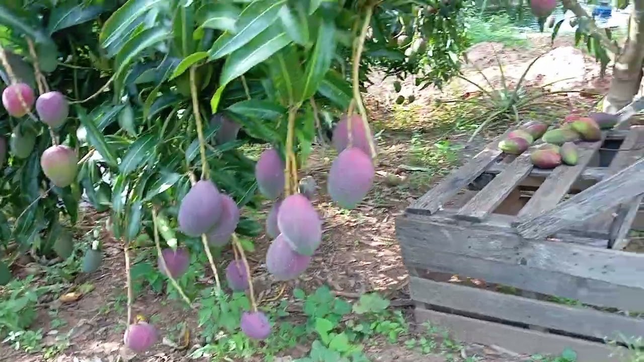 Mostrando os pés de manga 🥭🥭🥭