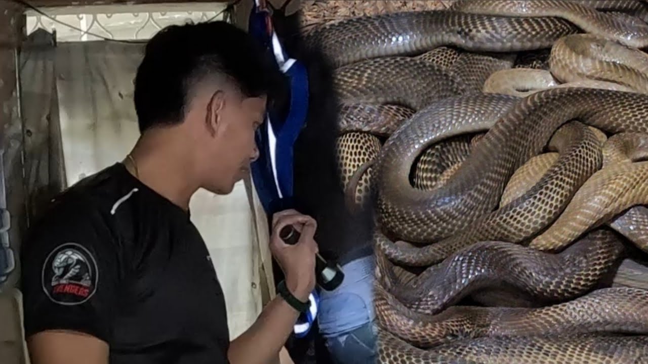 LUMANG BAHAY PINUGADAN NG MGA COBRA